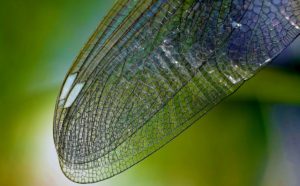 dragonfly-wing-615240_1920